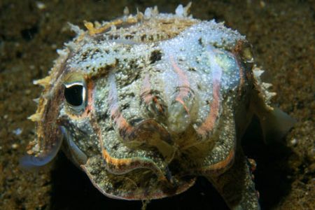 Cross-eyed cuttlefish, Dumaguete, Philippines. D100, 105m... by Andre Seale 