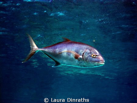 Trevally! by Laura Dinraths 