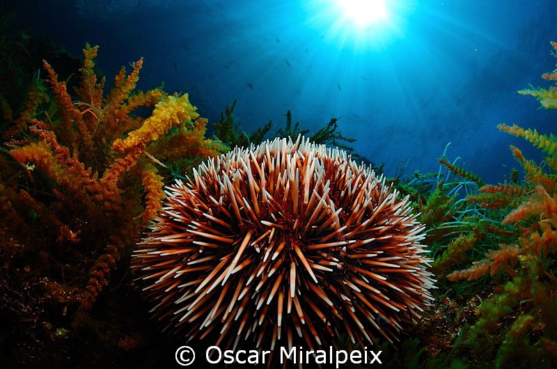 sea urchin by Oscar Miralpeix 