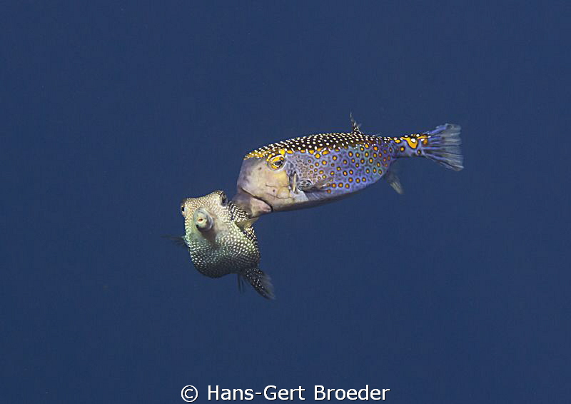 Boxfish
It's love....
Bunaken,Sulawesi,Indonesia, Bunak... by Hans-Gert Broeder 