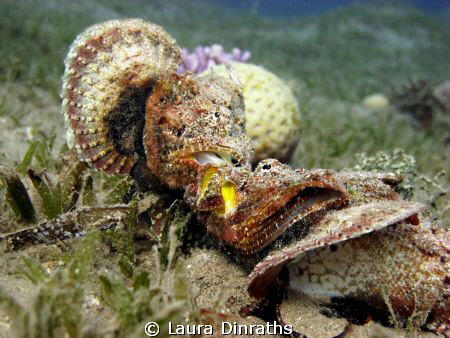 Devil scorpionfishes fighting by Laura Dinraths 