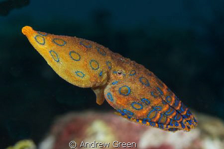 Blueringed Octopus in full flow. A master of deception an... by Andrew Green 