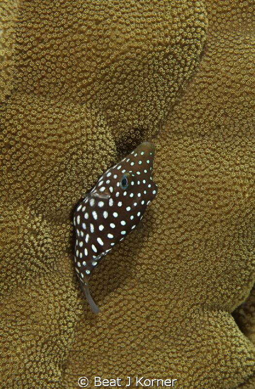 A Spotted Toby has a bad camouflage in a coral like that. by Beat J Korner 