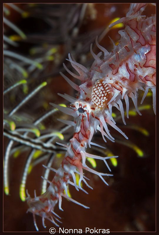 ghost Pipefish by Nonna Pokras 
