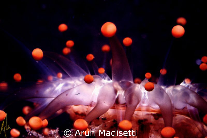 Orange ball corallimorph
Fuji Velvia
Nikonos V Ocean Op... by Arun Madisetti 