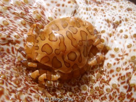 sea cucumber crab by Diego Tan 