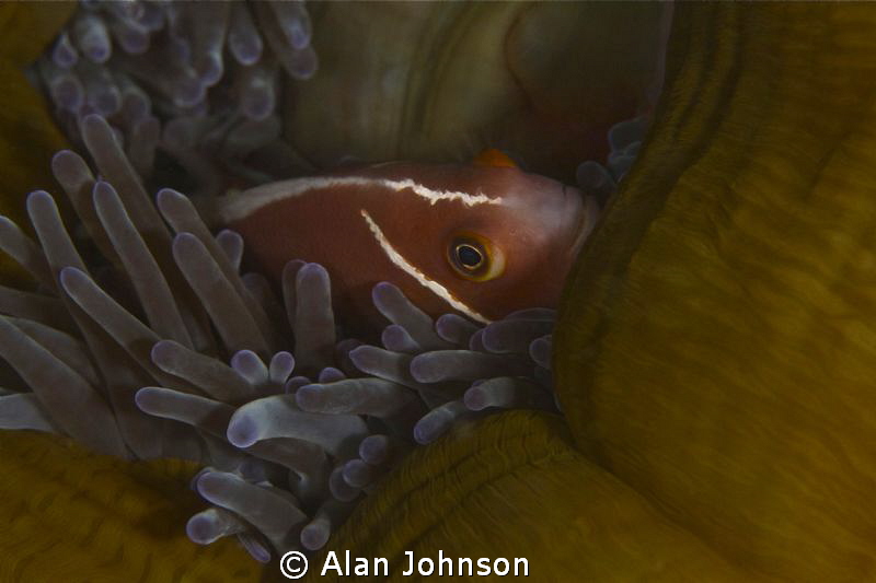 backing into his anenome home by Alan Johnson 