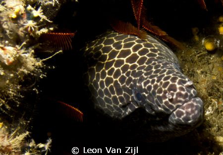 Honeycomb Eel at castle in Aliwal Shoal S.A by Leon Van Zijl 