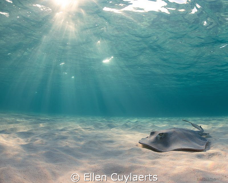 Ray of light

Male stingray at dawn by Ellen Cuylaerts 