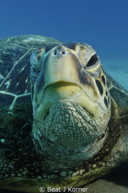 A Turtle face full of wisdom. by Beat J Korner 