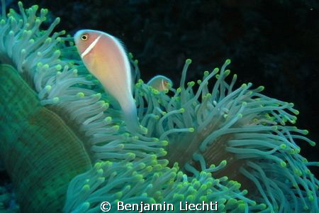 Pink anemonefish by Benjamin Liechti 