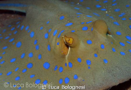 Blue Spotted Stingray by Luca Bolognesi 