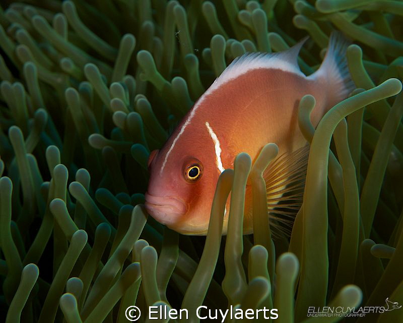 Pink Anemonefish

My first time diving in another sea t... by Ellen Cuylaerts 