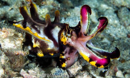 On the Attack! This Flamboyant Cuttlefish was found on a ... by Marc Damant 
