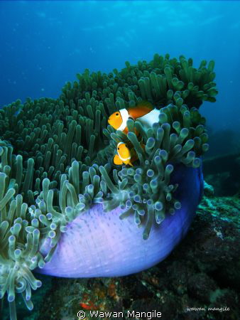 Nemo foto taken In Badi Island by Wawan Mangile 