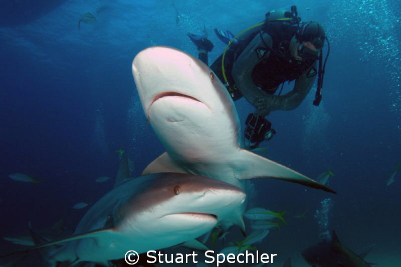 Dinnertime!  Hungry Caribbean reef sharks gathering for a... by Stuart Spechler 