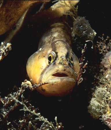 Butterfish.
Menai Straits, N. Wales.
F90X, 60mm.
 by Mark Thomas 