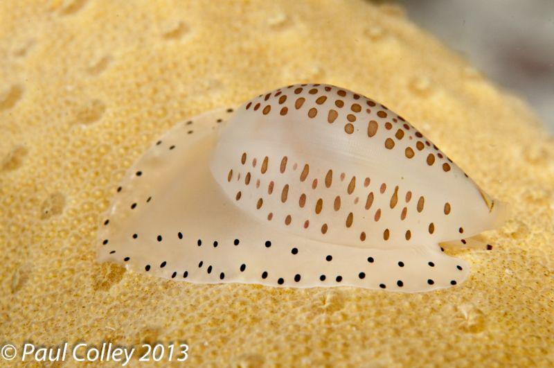 Egg Cowrie by Paul Colley 