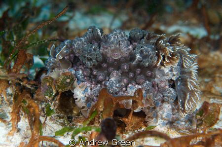 Giant nudibranch, Evolution Reef, Malascua by Andrew Green 