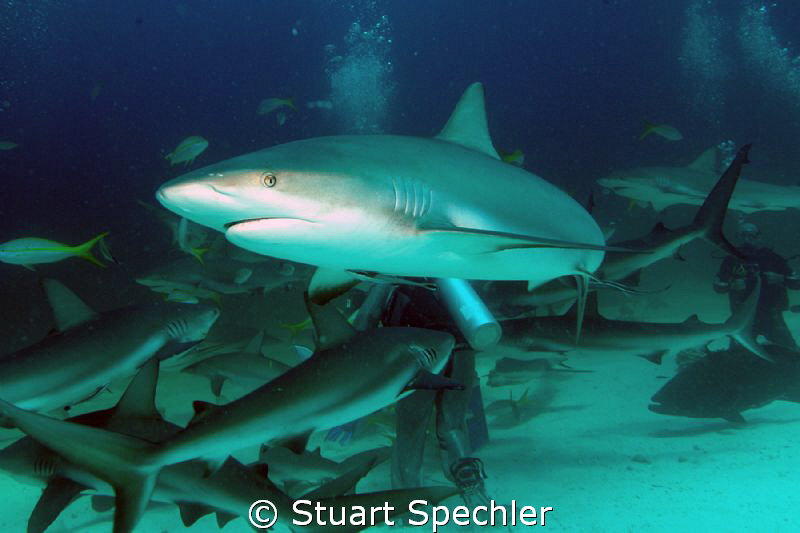 Fish for dinner again?  The shark feeders had just opened... by Stuart Spechler 