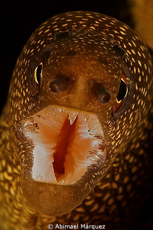 Goldentail Moray by Abimael Márquez 