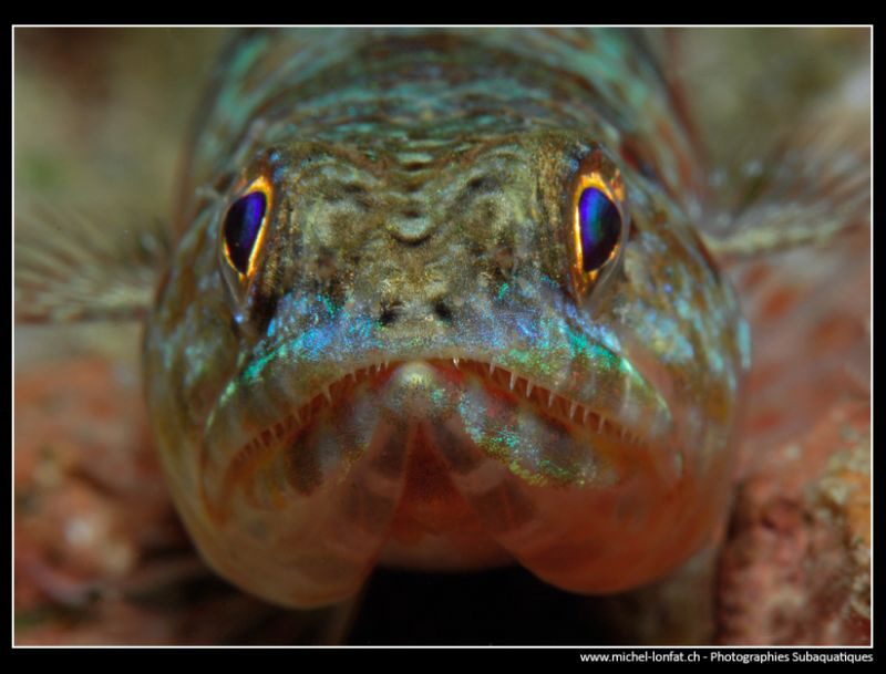 Face to face with a lizard fish... by Michel Lonfat 