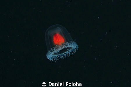 This is a cropped image, the jelly was less than 1cm in d... by Daniel Poloha 