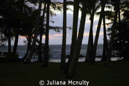 Hilo, Hawaii by Juliana Mcnulty 