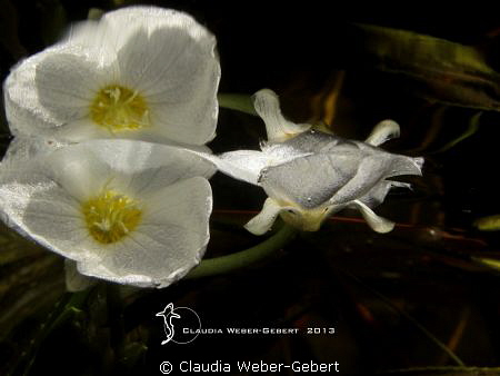 under the surface by Claudia Weber-Gebert 