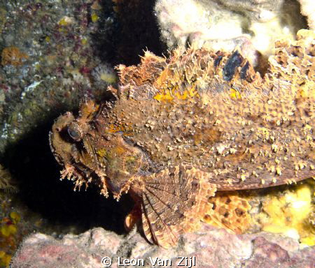 Stonefish - A very good reason not to go touching the ree... by Leon Van Zijl 