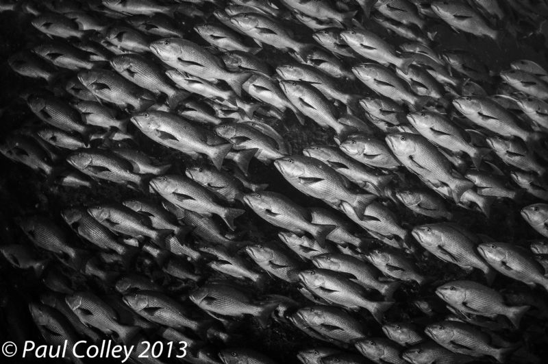 Schooling Bohar Snappers by Paul Colley 