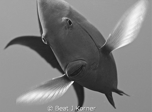 Surgeonfish appears like a hummingbird hovering in front ... by Beat J Korner 