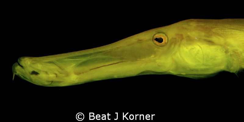 Trumpet fish with its complex, transparent mouth checks m... by Beat J Korner 