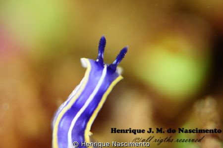 a very small nudibranch, taken with sgma105mm plus INON16... by Henrique Nascimento 