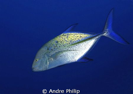 bluefin trevally by Andre Philip 