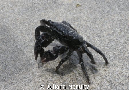 This little guy was just sitting along the beach in Hilo,... by Juliana Mcnulty 