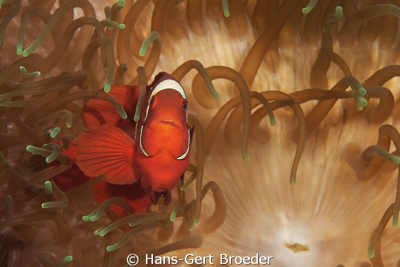 Orange- fin anemonefish
Going to heaven
Bunaken,Sulawes... by Hans-Gert Broeder 