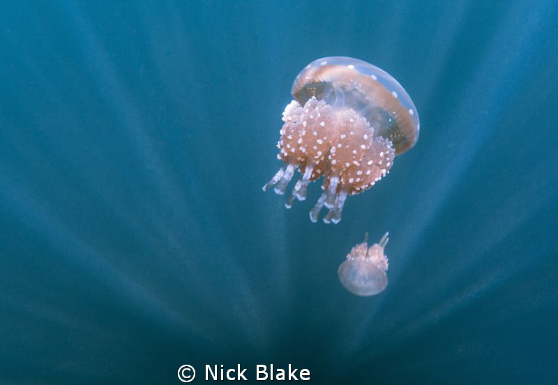 Jellyfish and sun rays, jellyfish lake, Raja Ampat by Nick Blake 