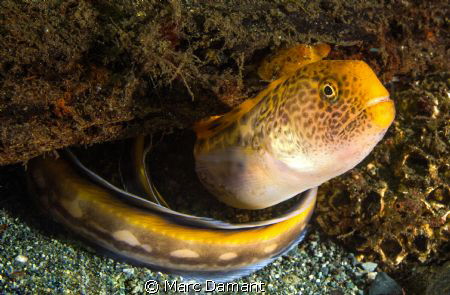 Juvenille Wolf Eel! These younger wolf eels have the most... by Marc Damant 