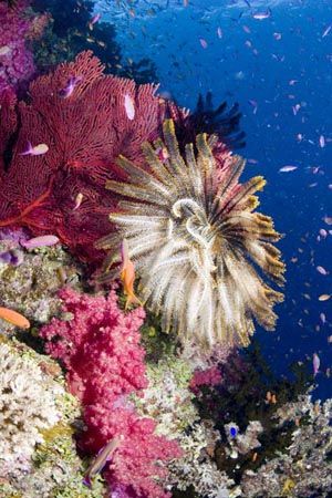 Healthy Reef at Two Thumbs Up, Namena Marine Reserve, Fij... by Allan Vandeford 
