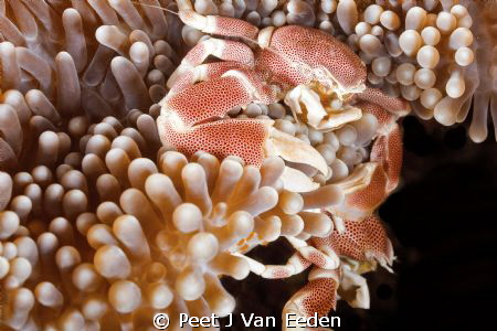 Territorial battle between 2 porcelain anemone crabs by Peet J Van Eeden 