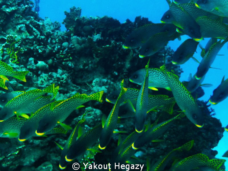 black spotted sweetlep fish by Yakout Hegazy 