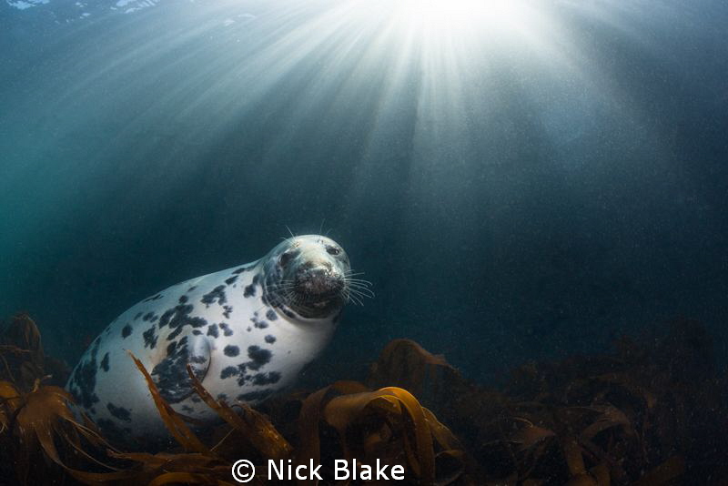 Atlantic Grey Seal and Sun Rays, Lundy Island by Nick Blake 