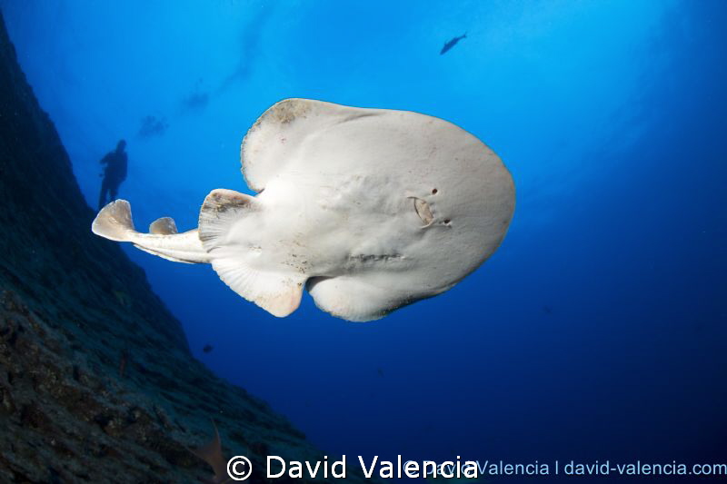This Giant Pacific Electric Ray, who is not giant at all,... by David Valencia 
