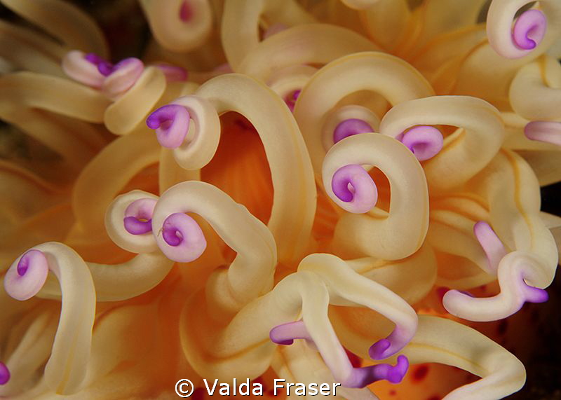 Abstract of an usually colourful candy-stripe anemone. by Valda Fraser 