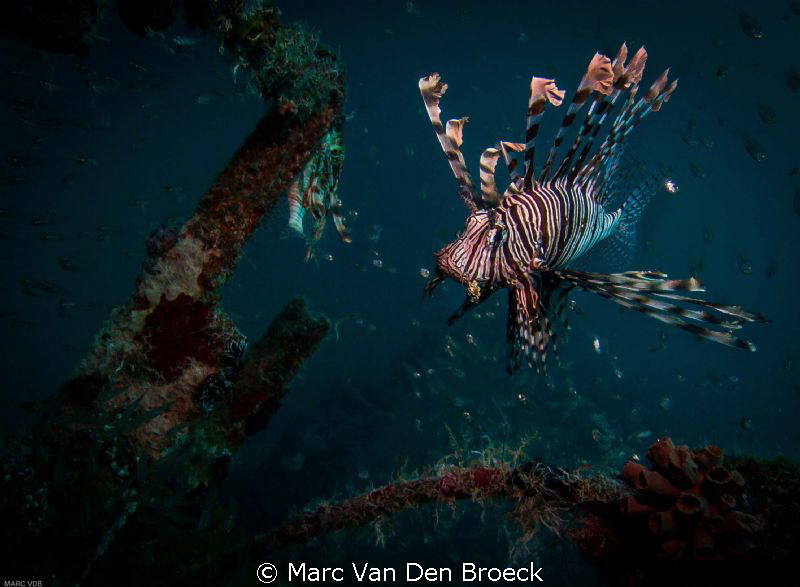 wreck lion fish by Marc Van Den Broeck 