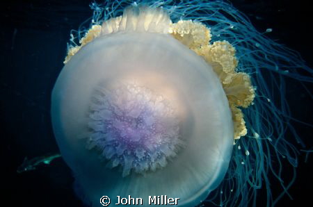 cauliflower-jellyfish on its own by John Miller 