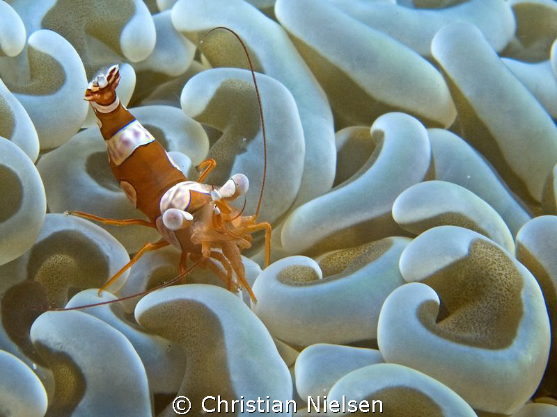 Nice little shrimp in the critter paradise of Dauin by Christian Nielsen 