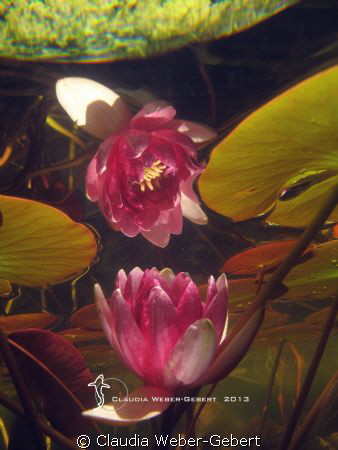 the last day of beauty....
freshwater
waterlily by Claudia Weber-Gebert 