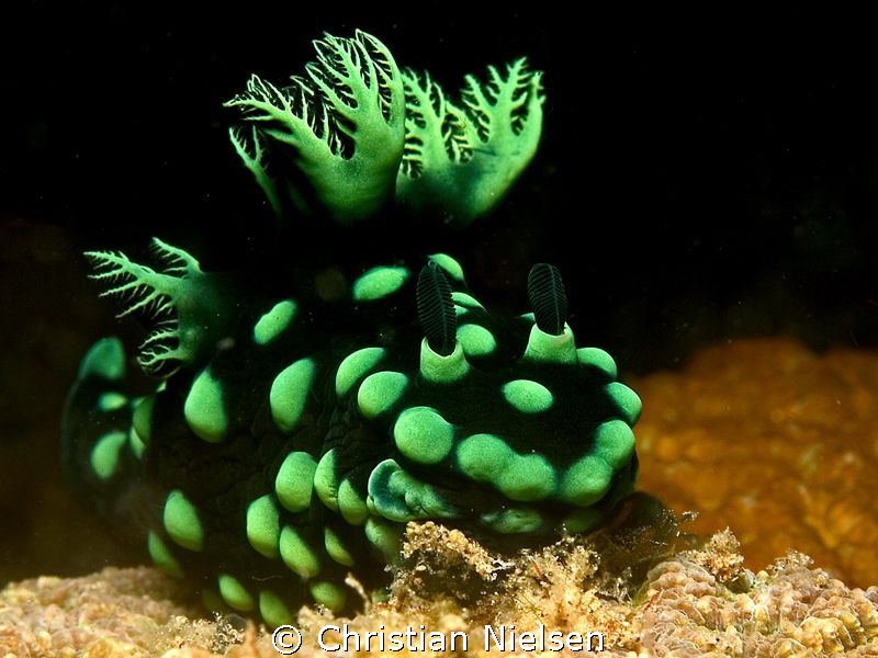 Nice colored nudibranch in the critter paradise of Dauin by Christian Nielsen 